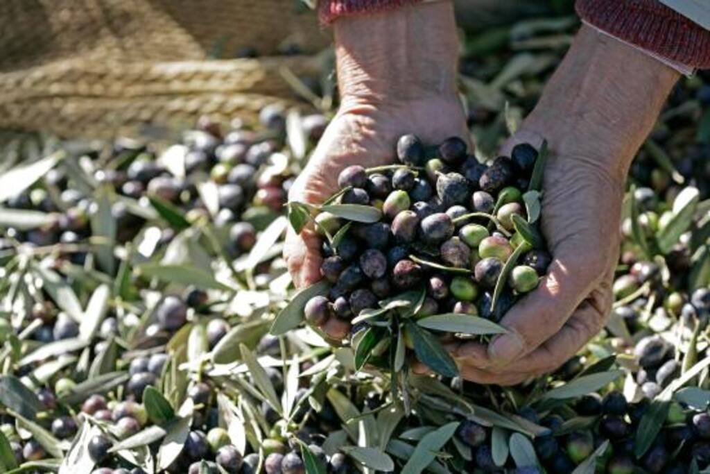 Olive harvest