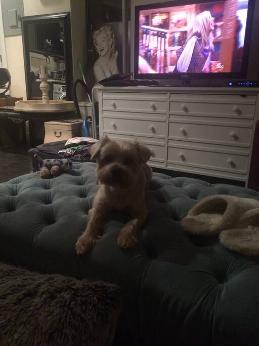 Louie - the sweetest Dog, may be around to say hey :)