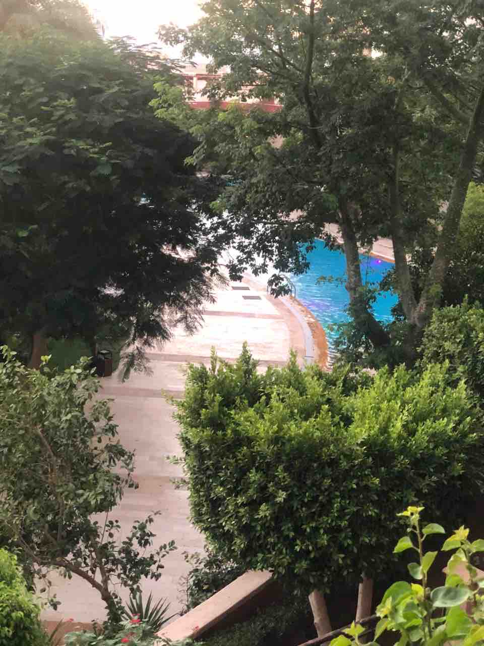 A serene view of a swimming pool surrounded by lush greenery, observed from above. Trees frame the scene, providing a natural backdrop to the inviting blue water, which is partially obscured by the foliage.