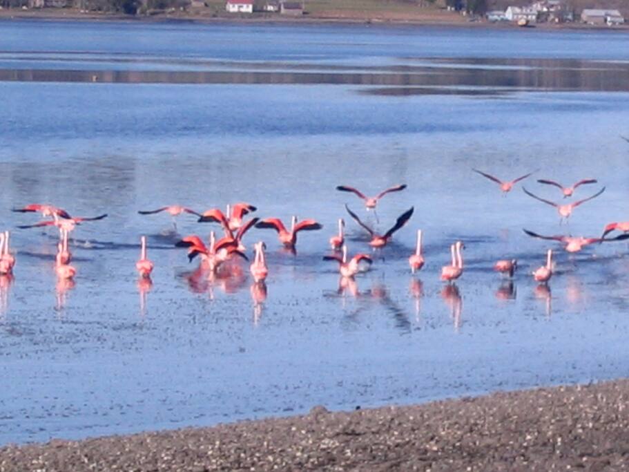 De Mayo a Agosto, recibimos la visita de los flamencos... junto a la casa!