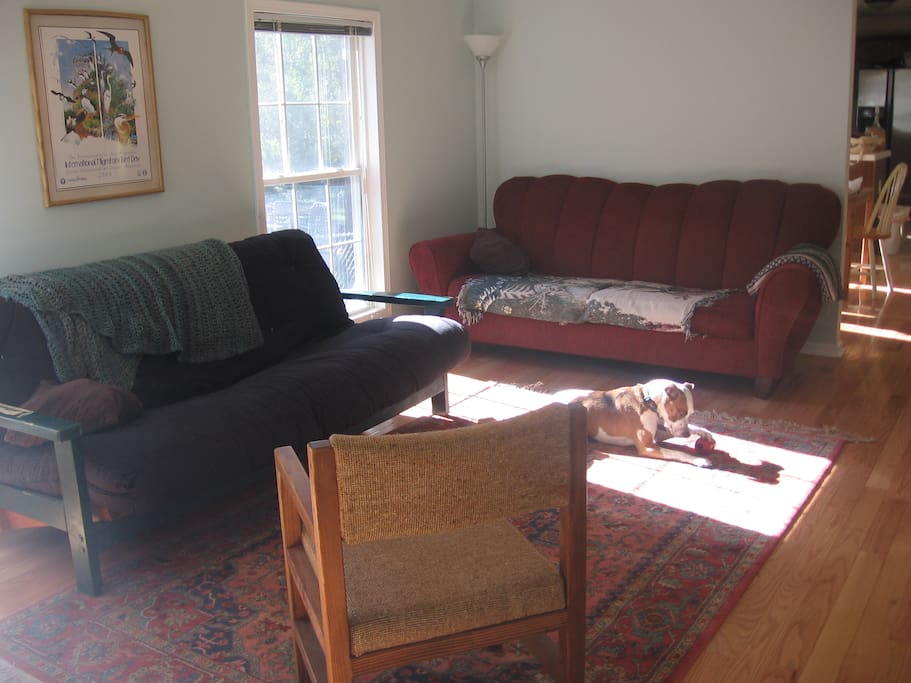 Relax on the couch with a book or the wifi. Pet the dog, he's friendly!