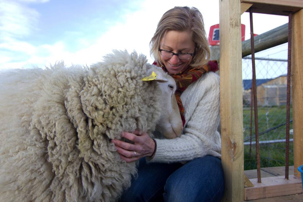 Our head ewe snuggling with a guest.