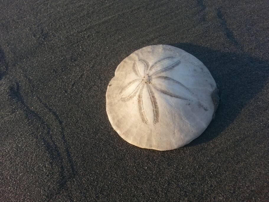 Just one of many treasures you will find beachcombing