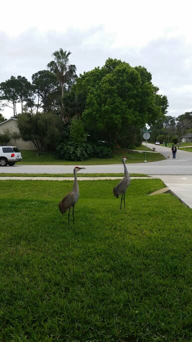 Locals