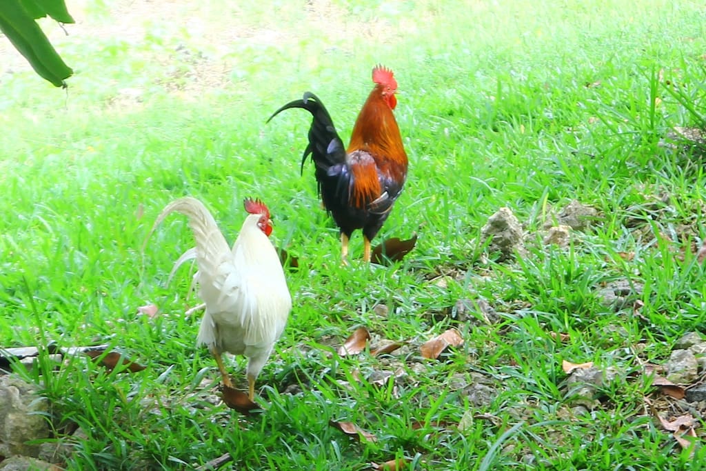 les amis du jardin