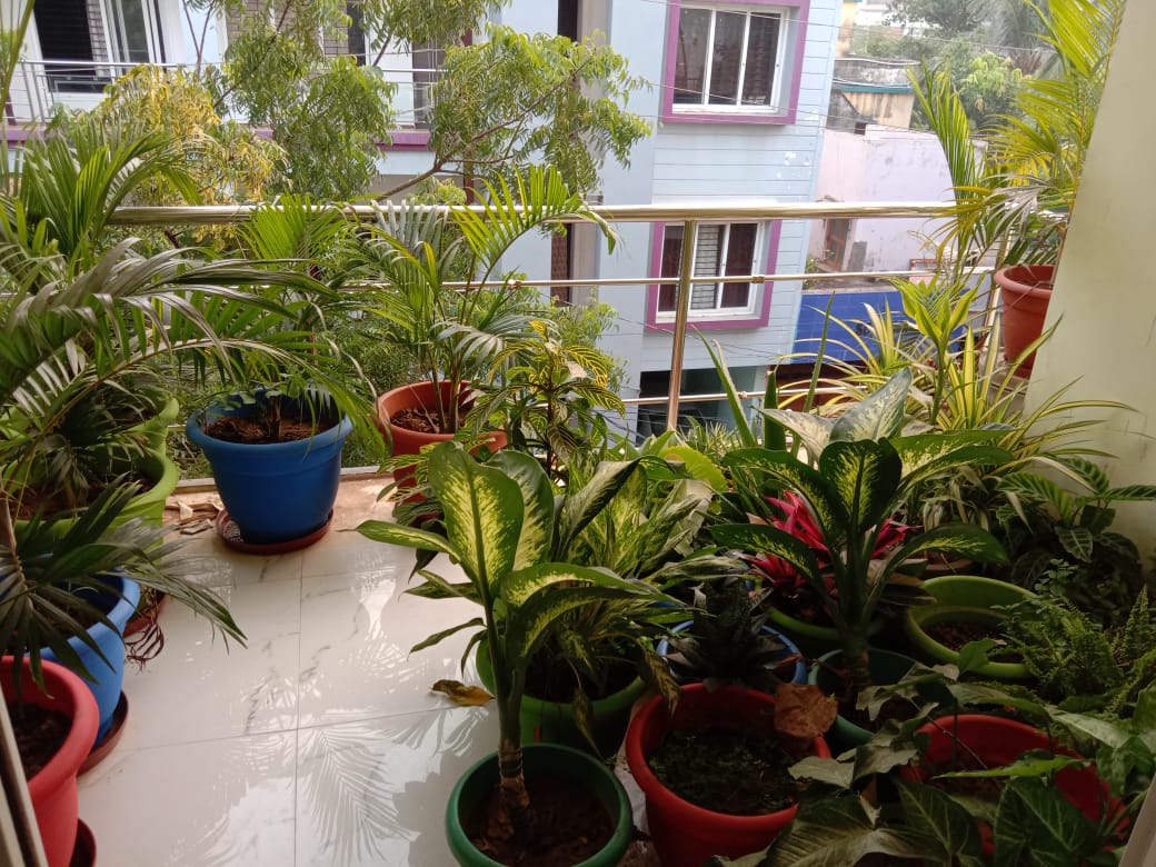 A balcony space is filled with an array of potted plants, showcasing vibrant greenery in various shapes and sizes. Colorful pots in blue, green, and terracotta complement the lush foliage, creating a refreshing atmosphere. The view captures the surrounding greenery through the railing.