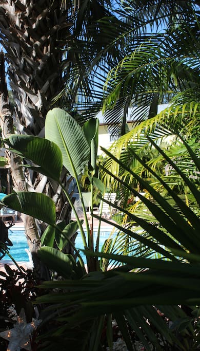 View through the palms of the heated pool.