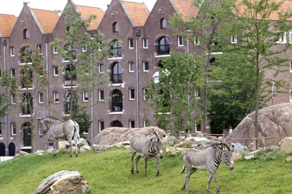 The view of our street from ARTIS, the City Zoo