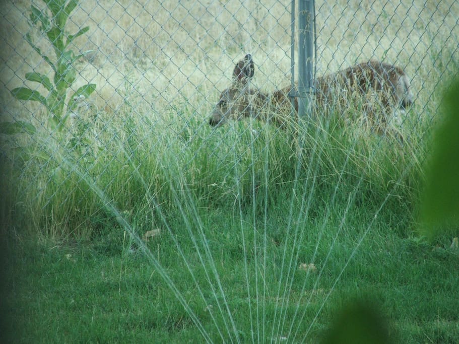 Wildlife outside fence