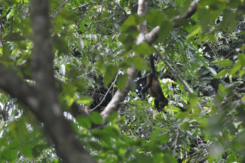 Wildlife--monkeys, birds, butterflies seen from the pool.