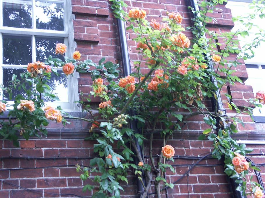Roses outside bedroom window