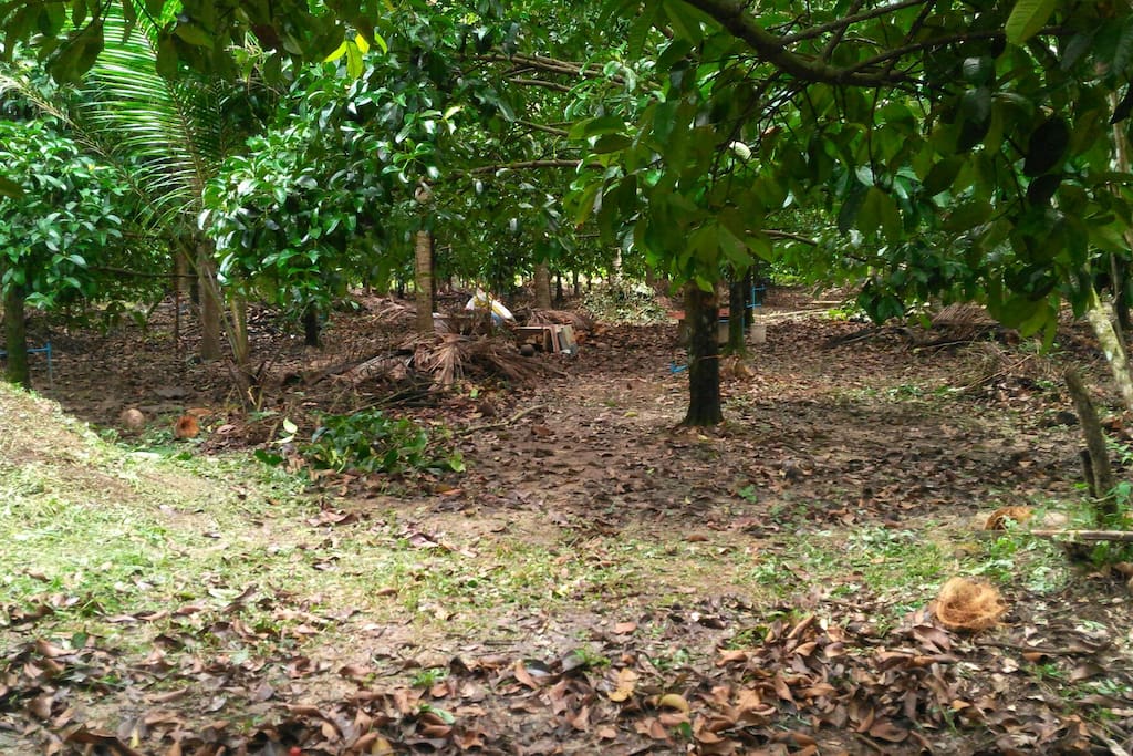 Mangosteen garden