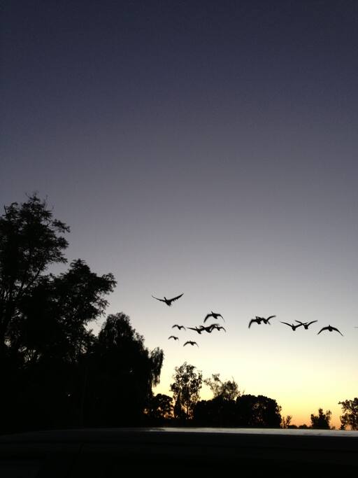 Golf Course Geese