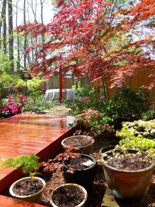 Relax on the deck and enjoy the shade the songbirds and colorful plants.