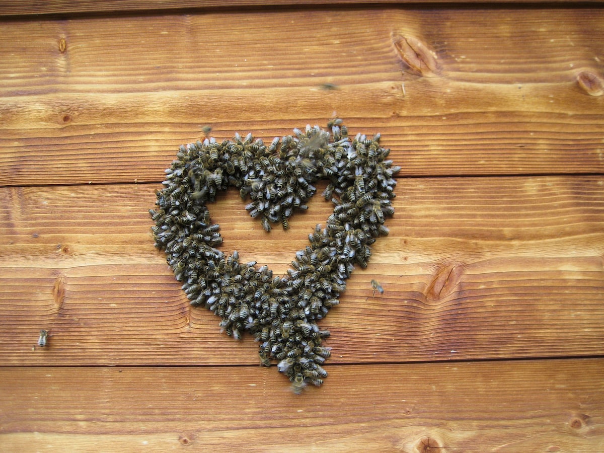 A wooden wall features a heart-shaped cluster of bees, showcasing their organized formation. The rustic texture of the wood complements the natural elements of the bees, creating a harmonious visual connection between nature and craftsmanship.