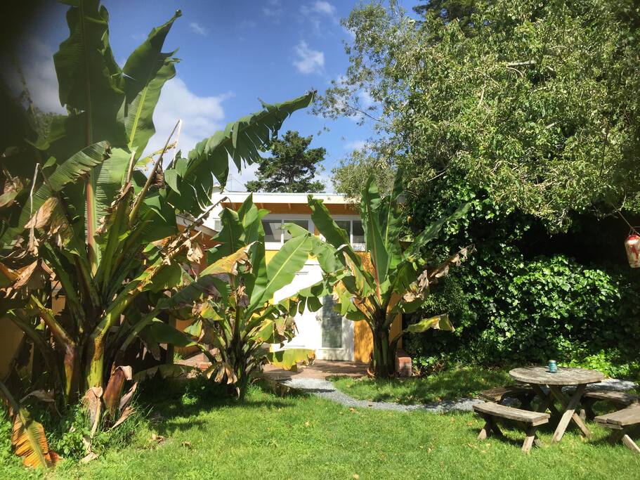 The banana trees really have grown! Somewhere behind them is the bungalow. Good privacy from your private deck.