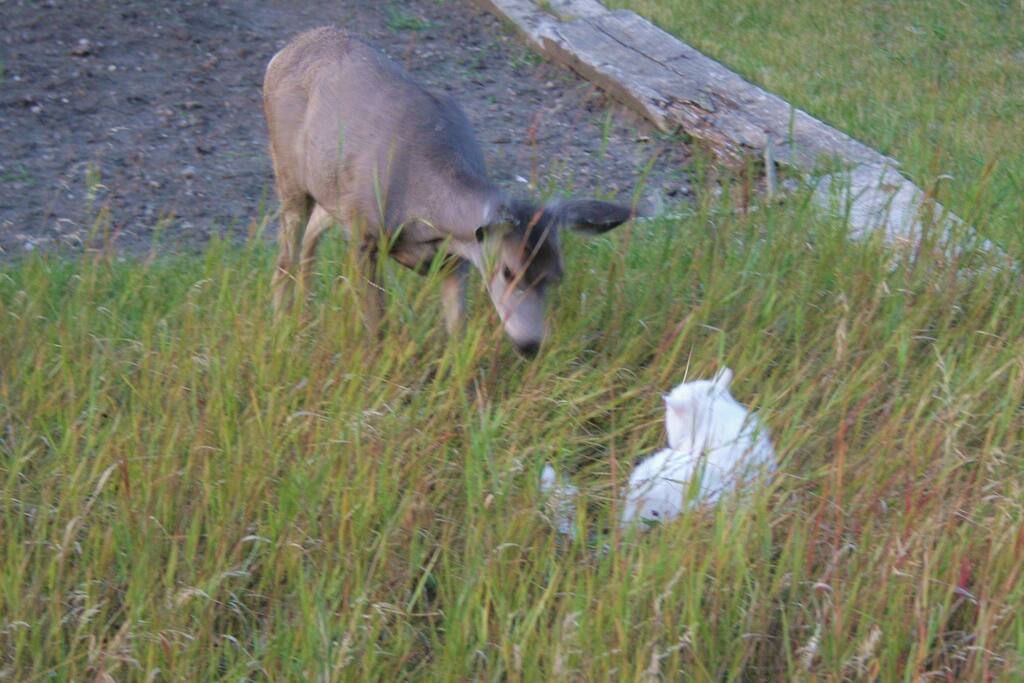 Lots of wildlife (in this case deer playing with out cat)
