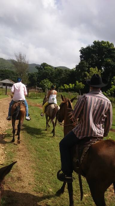 Horse ride