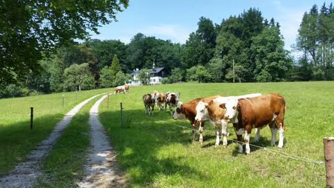 Albertshöhe - idyllic country house near Starnberg