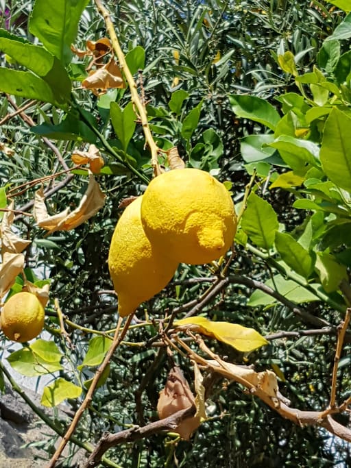 Sicilian lemons