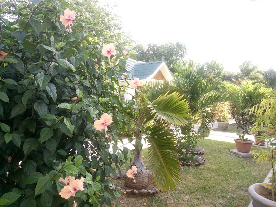 Le jardin fleuri