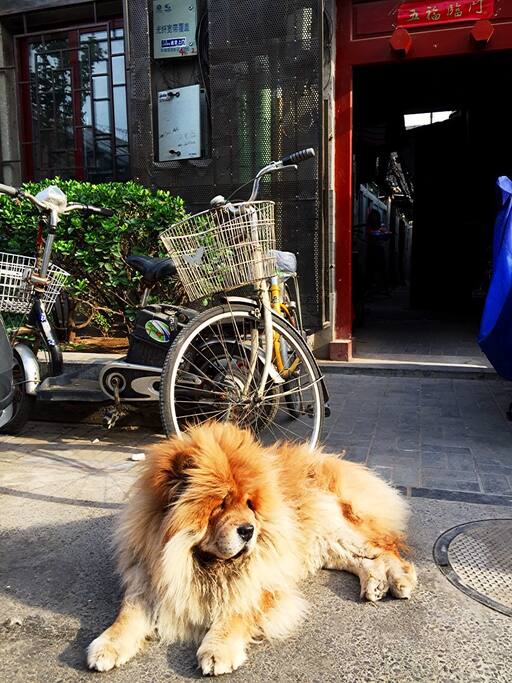 "Tiger" is neighbor's pet, always lies down on the gateway, watching people pass by...He is very gentle, so, no worries at all. :)