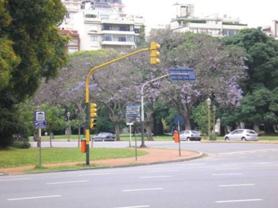 Los Jacaranda en flor