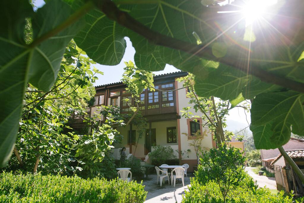 Jardín trasero - Higuera