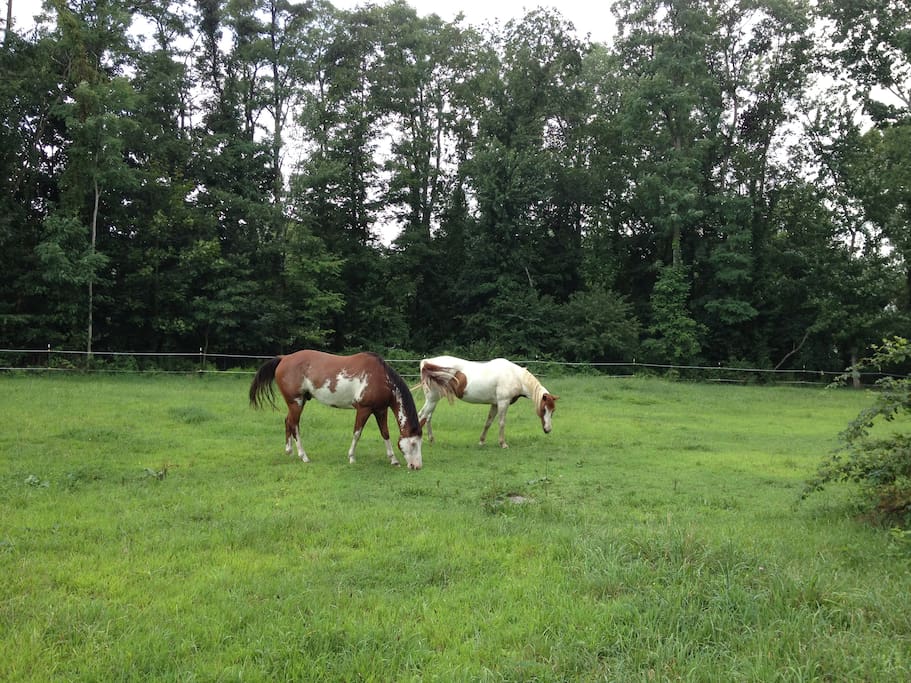The Horses