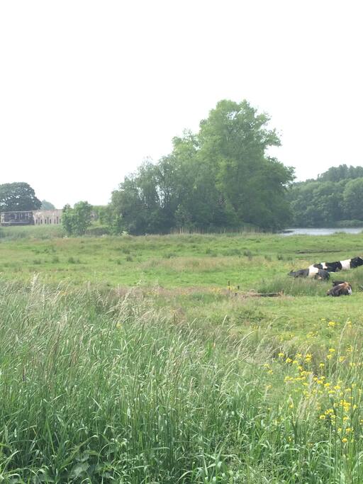 Meadows along the way