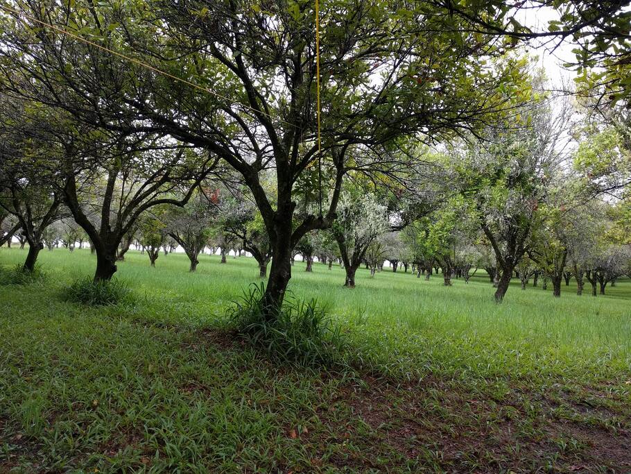 Macadamia season is April through to September