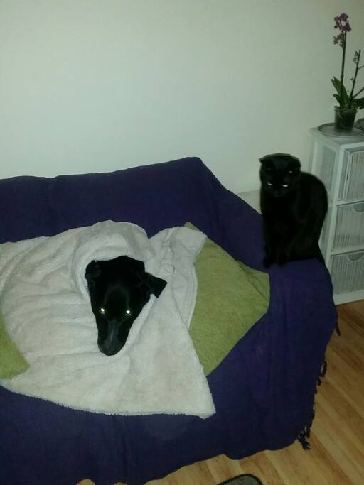 Jake and Siouxie in Living room relaxing...