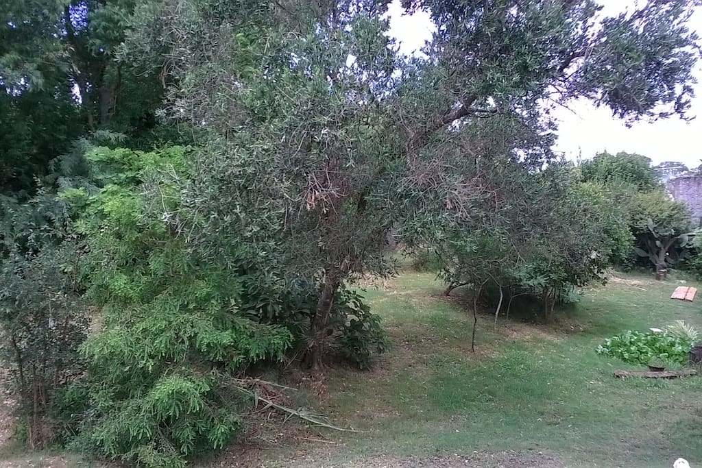 fondo