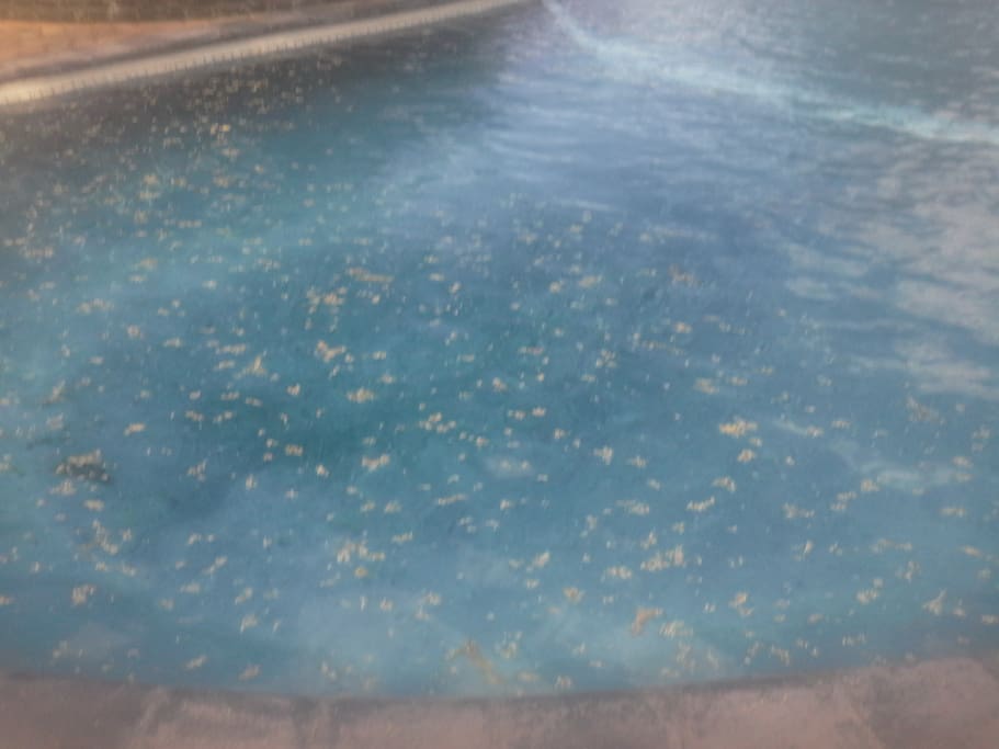sparkling pool, out door cooking amenities