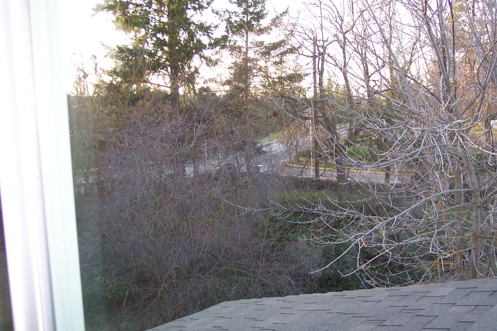 Tree top views! They are full of leaves now. Need new picture.