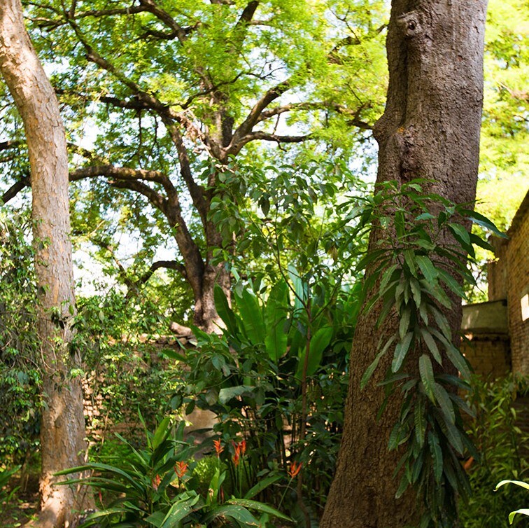 Lush greenery frames the scene, showcasing large trees with textured trunks and vibrant foliage. Various plants are interspersed throughout, with splashes of color from blooming flowers. Sunlight filters through the leaves, creating a soft, dappled effect on the ground below.