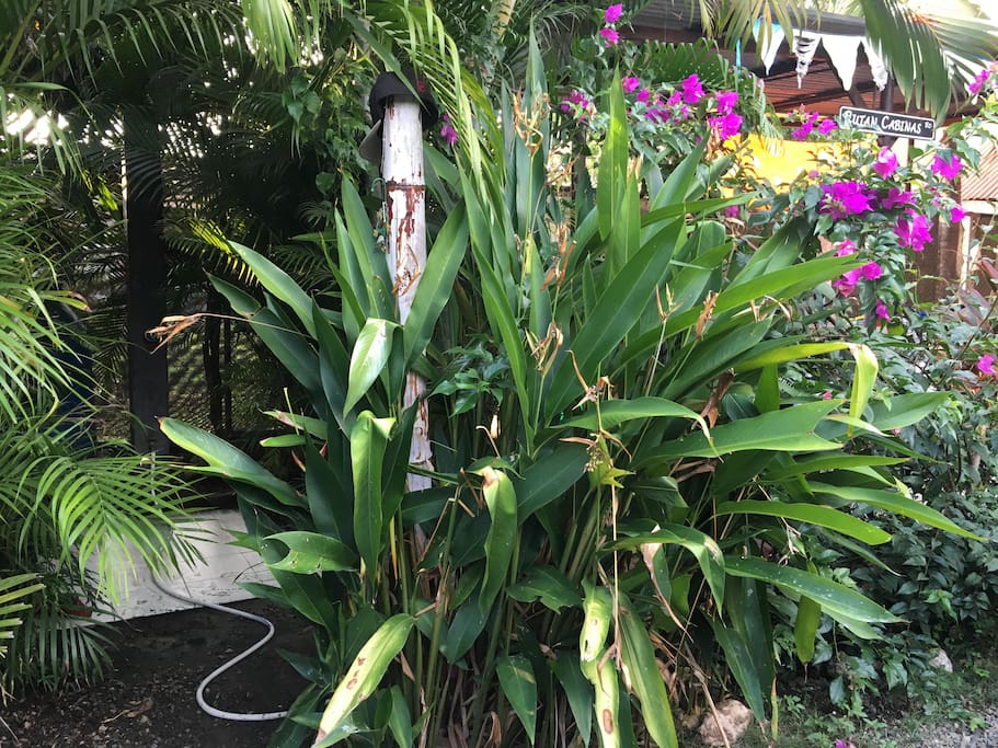 Outdoor shower