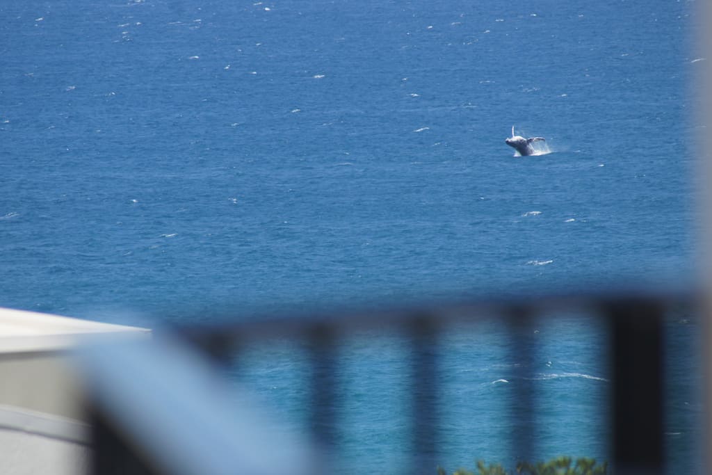 Whales from your balcony.