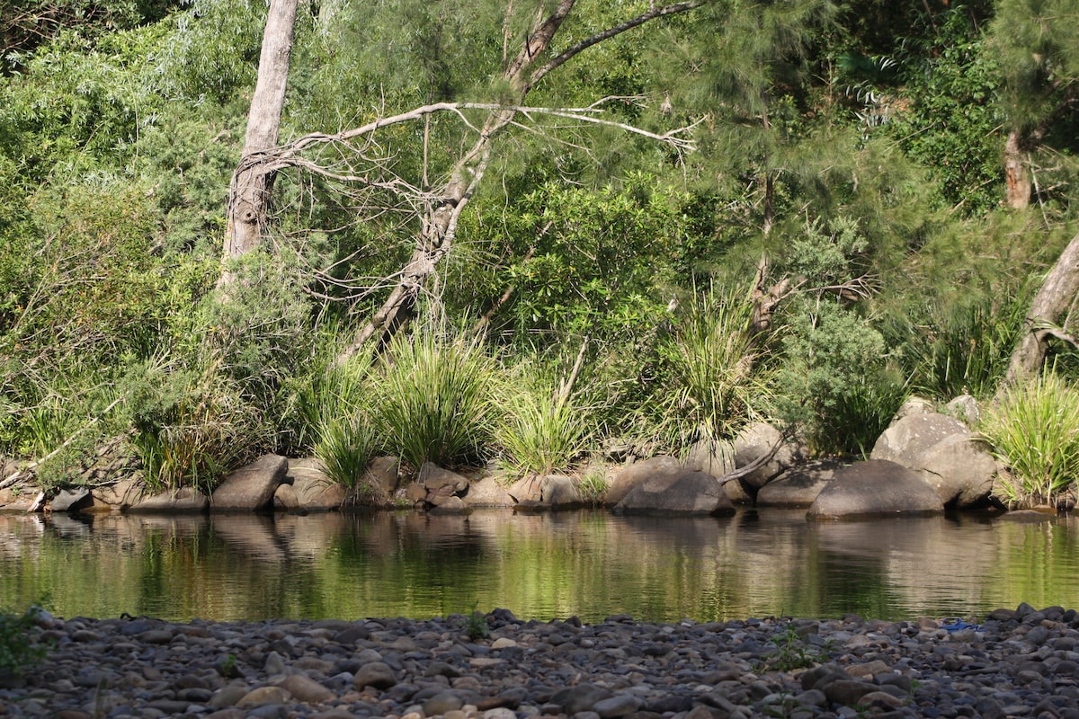 A serene riverbank is seen, bordered by smooth stones and dotted with lush greenery. Tall grasses and trees reflect off the calm waters, creating a tranquil atmosphere in a natural setting.