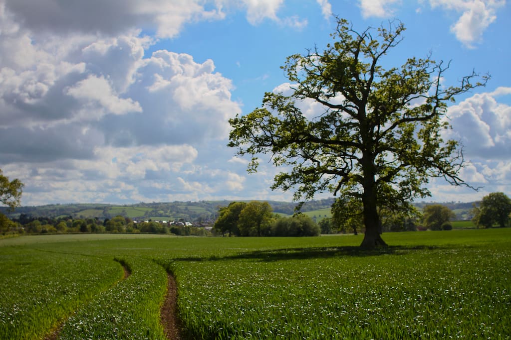 Familiar oak trees in surrounding countryside.