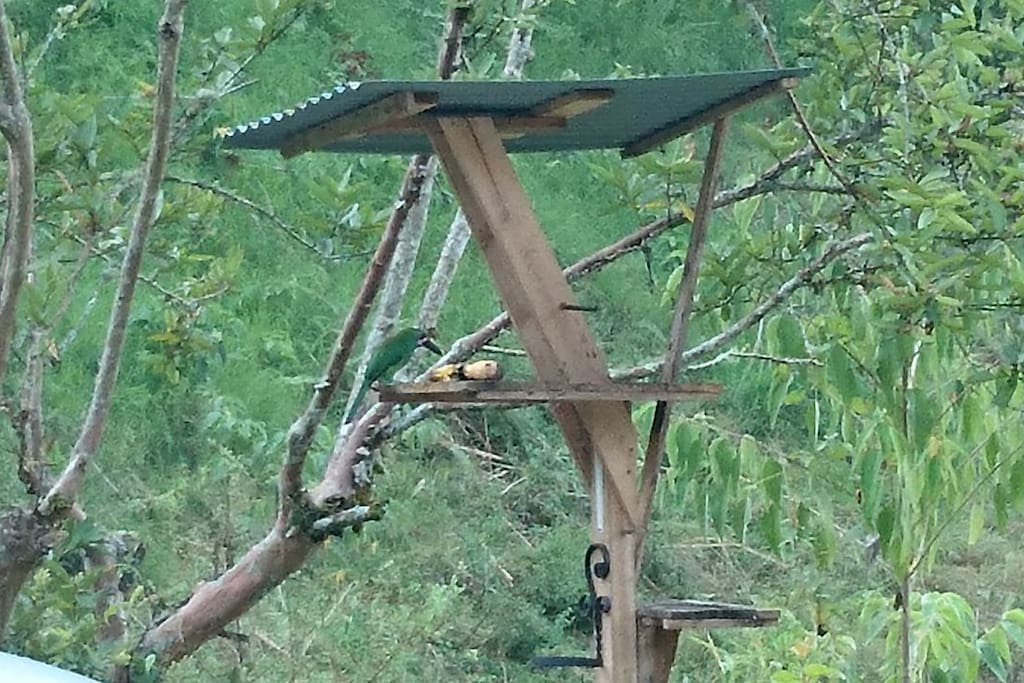 LUGAR DE AVISTAMIENTOS DE AVES DONDE SE PUEDE APRECIAR TODOS LAS AVES CARACTERISTICAS DE LA REGION