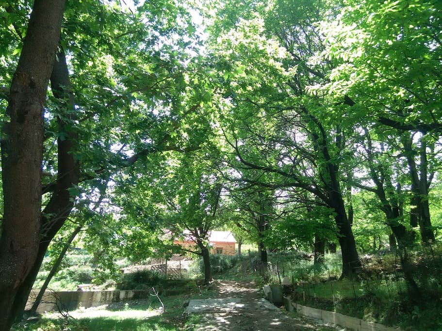 Chestnut trees surround the house
