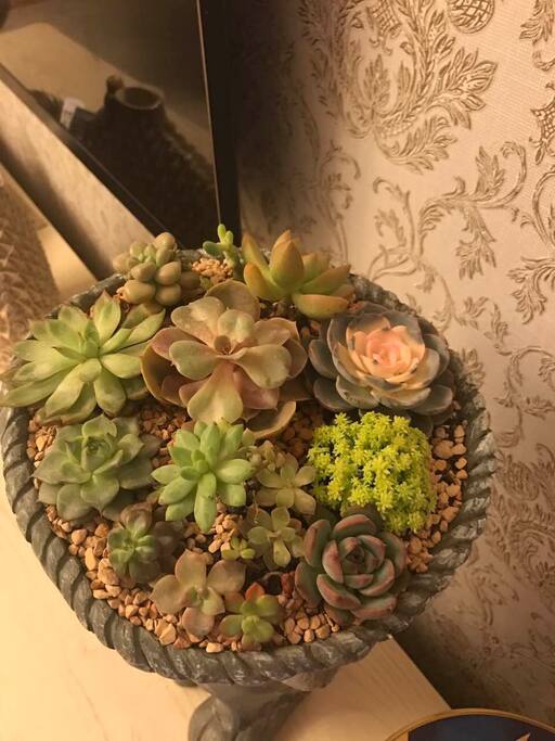 房主已被可爱的肉肉植物中毒……