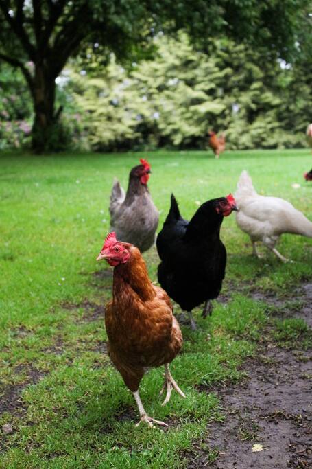 Our hens