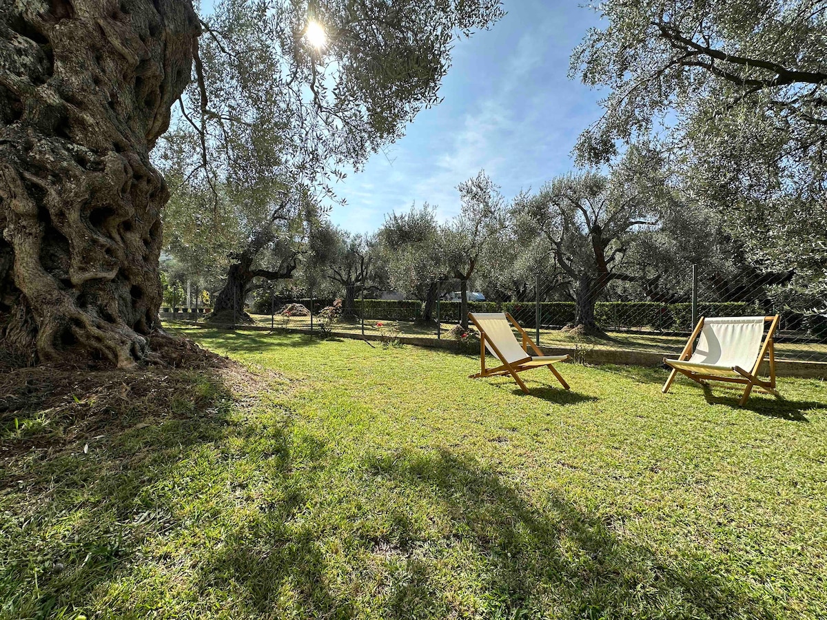 A serene garden is surrounded by ancient olive trees, with sunlight filtering through the leaves. Two lounge chairs are positioned on the lush green grass, inviting relaxation amidst the natural setting.