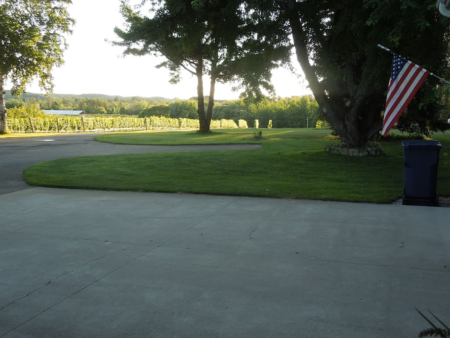 Vineyard from front porch