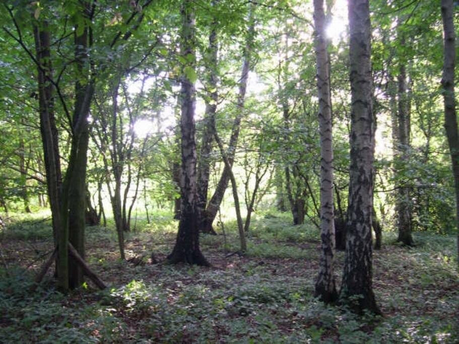 Access to woods when staying with us