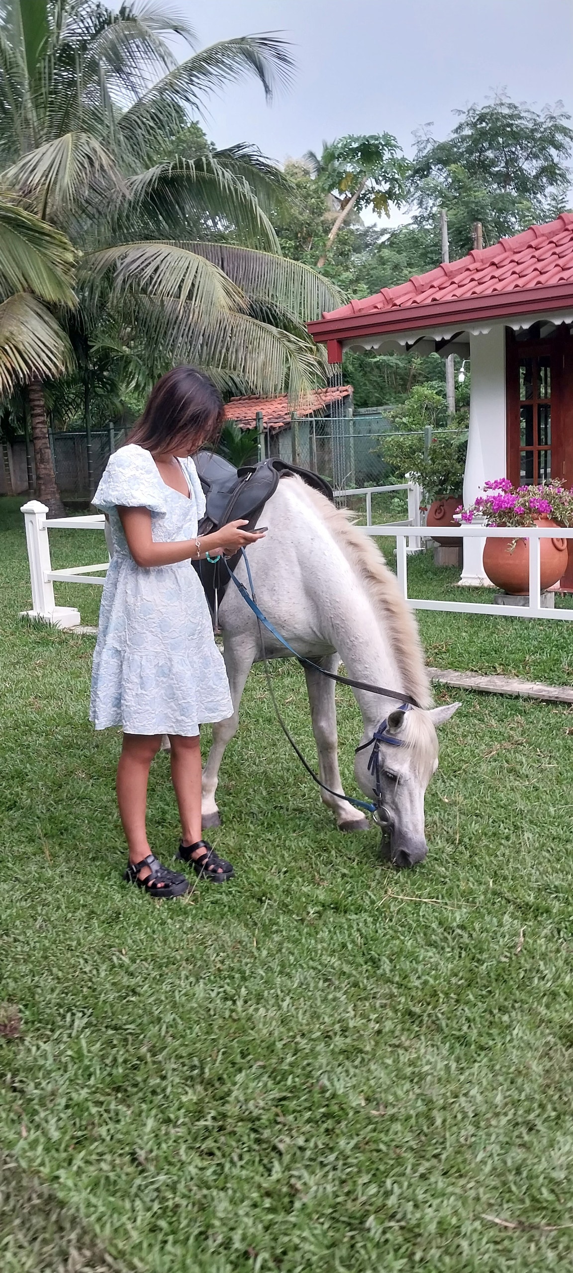 A person stands beside a gentle white horse grazing on the green lawn, with palm trees and a red-roofed structure visible in the background. The person is dressed in a light blue dress and appears to be engaged with a mobile device.