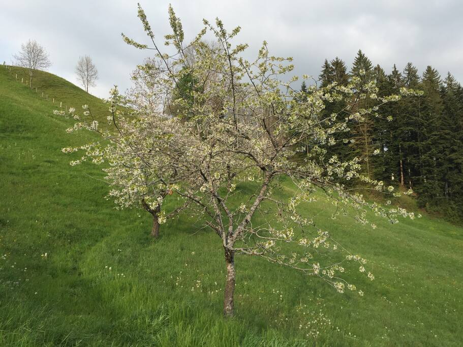 spring