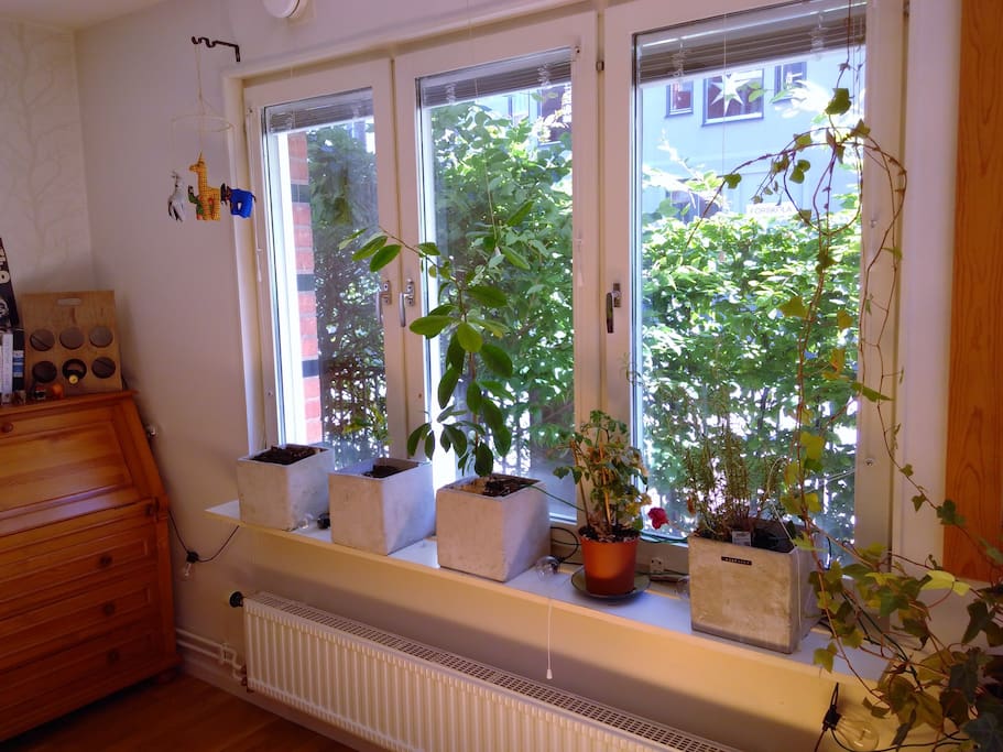Living room window